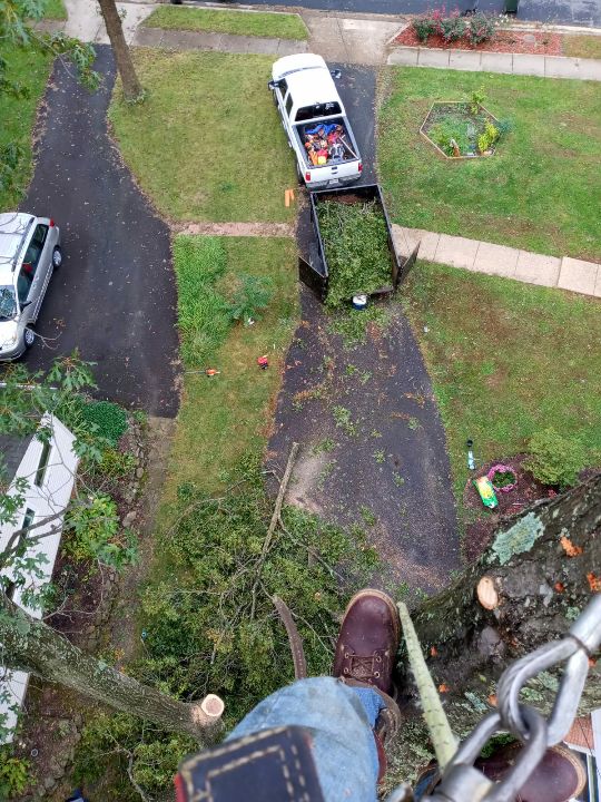 Domingo Tree & Landscaping Service LLC Image